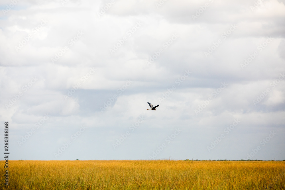 Bird Heron Flying