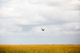 Bird Heron Flying