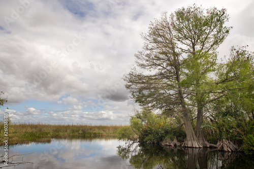 Cypress Trees Growing in Marsh Swamp © Katie