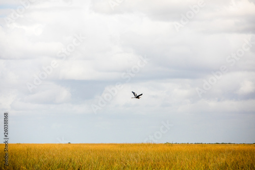 Bird Heron Flying © Katie