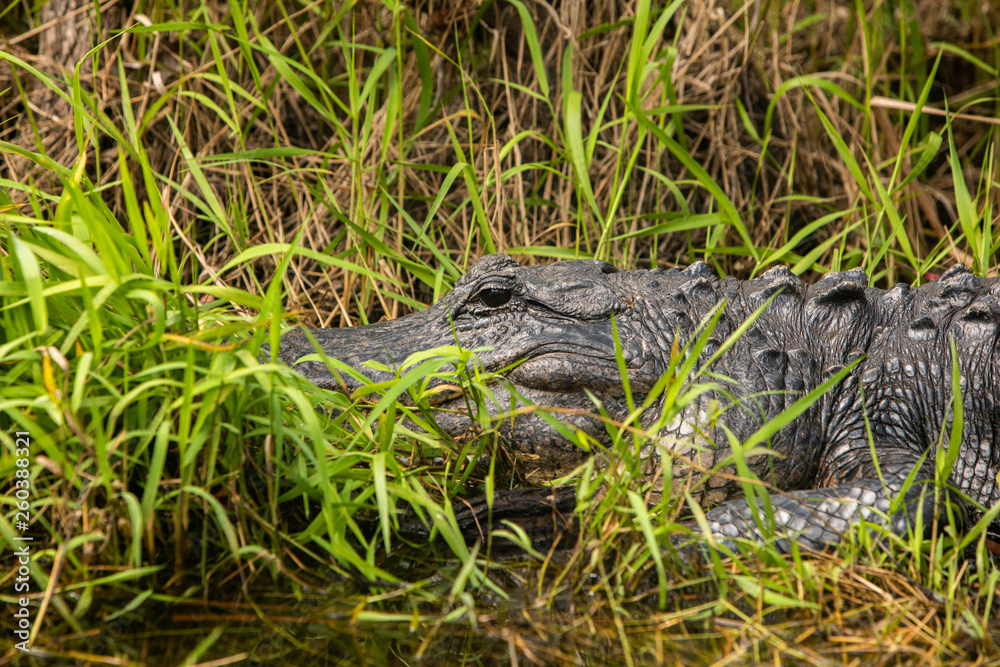 Naklejka premium Alligator in Florida Everglades
