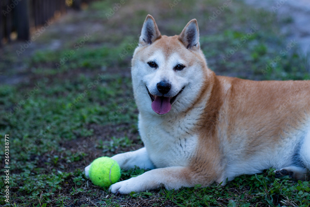 Shiba Inu Dog Laying with his Tennis Ball 