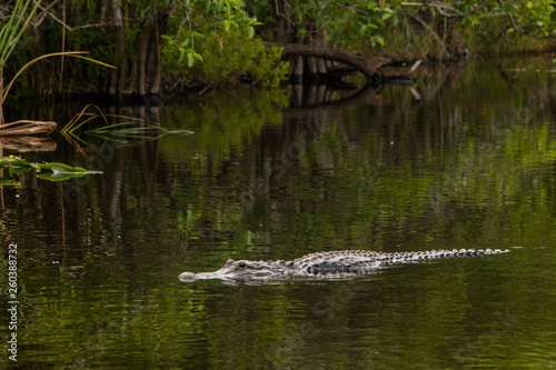 Alligator in Florida Everglades Swimming