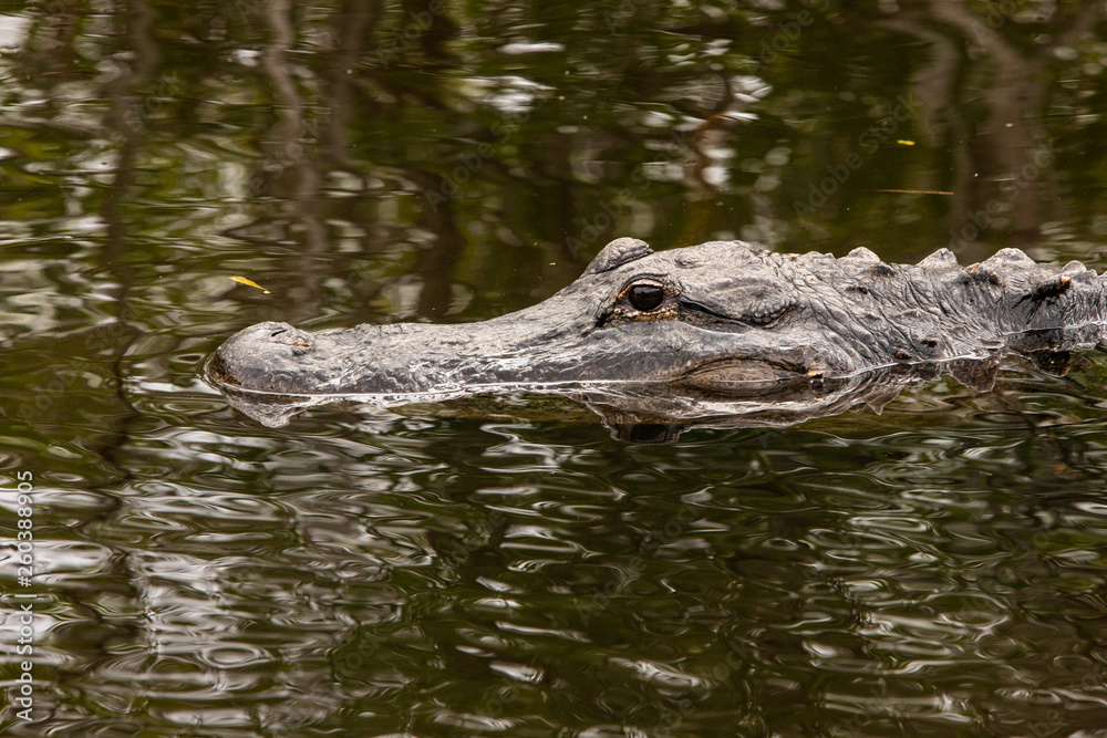 Alligator in Florida Everglades Swimming Alligator in Florida Everglades Swimming