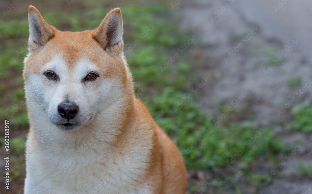 Portrait of a Shiba Inu Dog 
