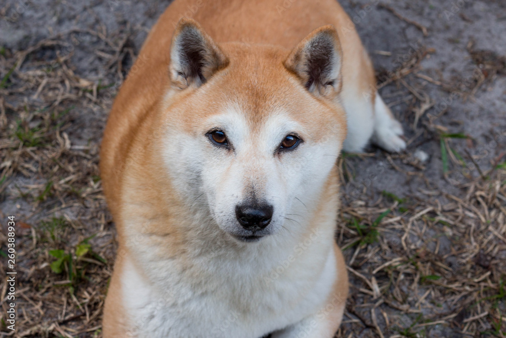 Shiba Inu Dog 