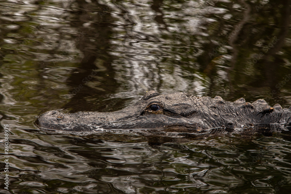 Alligator in Florida Everglades Swimming Alligator in Florida Everglades Swimming