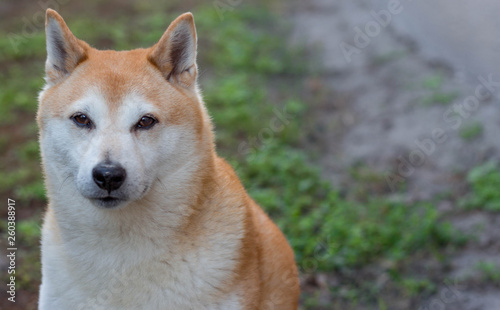 Portrait of a Shiba Inu Dog  © LifeGemz