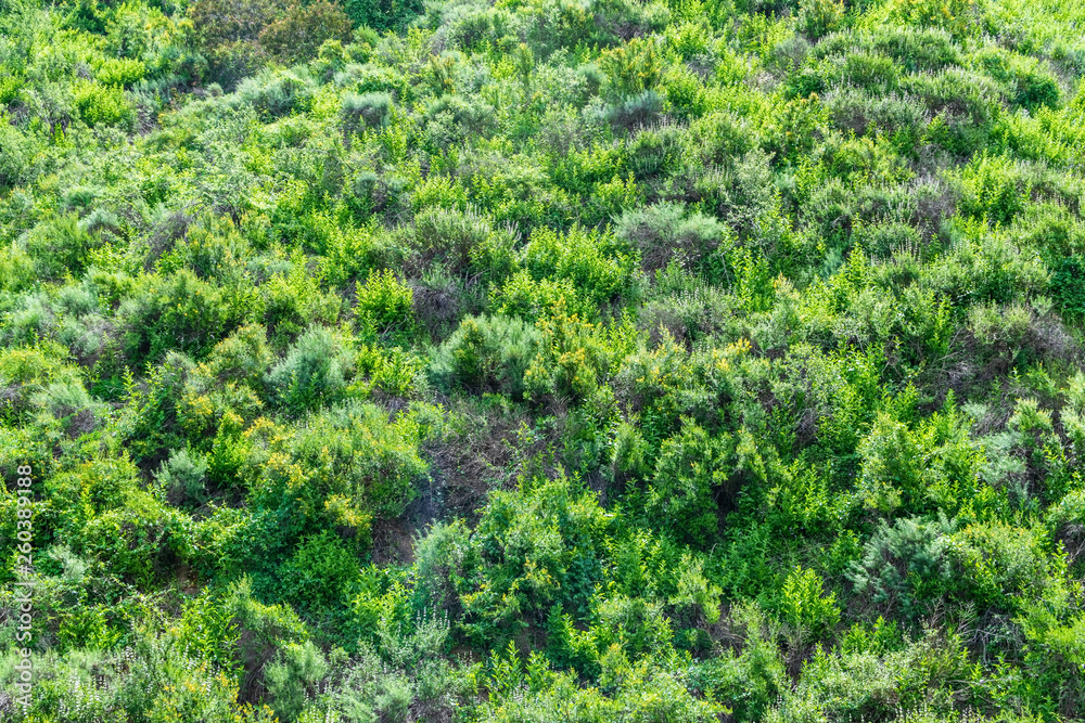 spring hillside for backgrounds