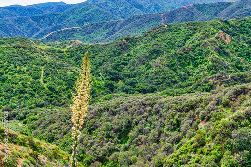 view of mountains with focus on yucca flowers