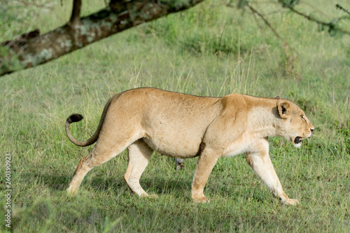 Portrait Lion in Ngorongoro