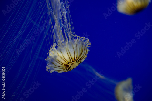 Jellyfish with stripes © Merry