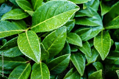 Bright, green leaves of dense shrub in raindrops.