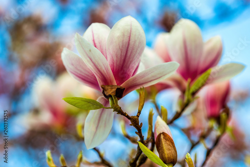 Magnolia. Large pink flowers on a magnolia tree. Spring in the park. Evening park. Blooming tree. Flowers and buds. Large magnolia tree