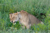 Portrait Lion in Ngorongoro