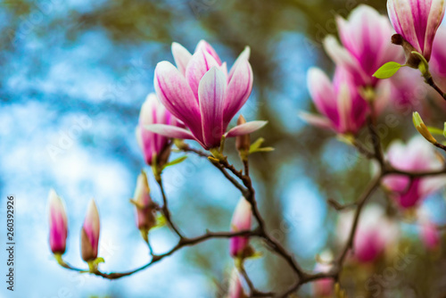 Magnolia. Large pink flowers on a magnolia tree. Spring in the park. Evening park. Blooming tree. Flowers and buds. Large magnolia tree © Nataliya Schmidt
