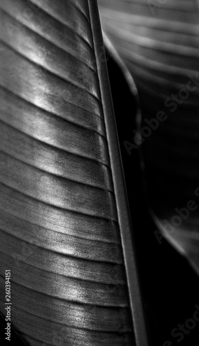 Palm Frond