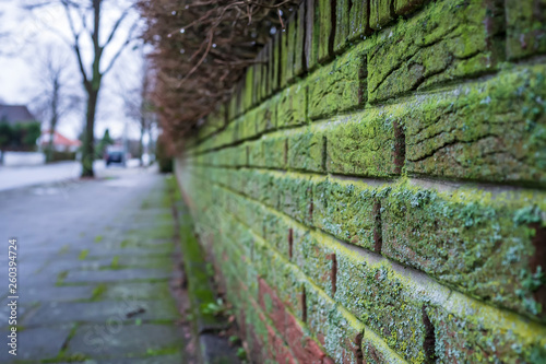 A beautiful  old brick fence  green with moisture  against a background of trees  streets and houses  in a small provincial town  on a spring day.