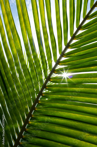 Palm Tree Abstract