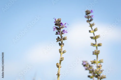 Beautiful blue flower, with the sky in the background Ajuga reptans