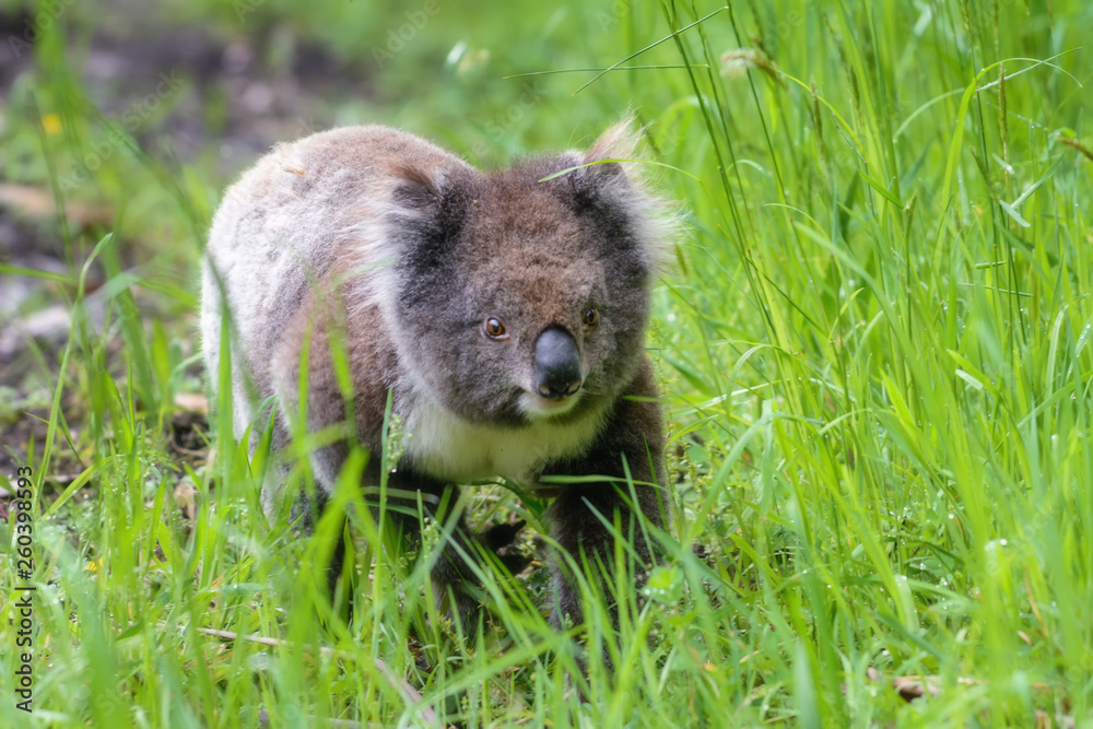Naklejka premium Koala walking through grass