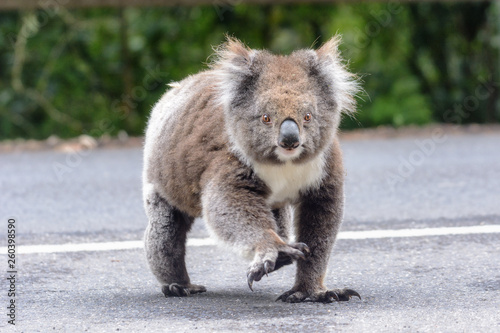 Why did the koala cross the road photo