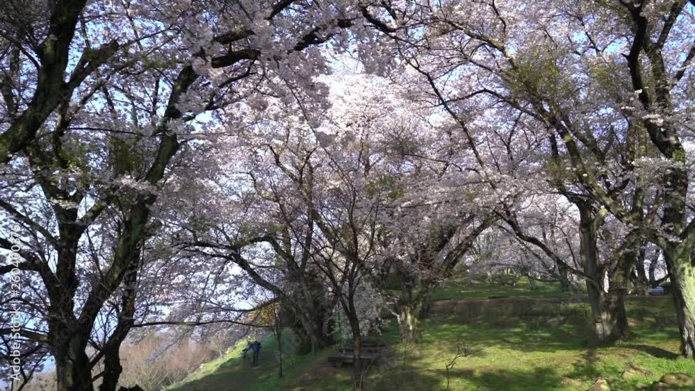紫雲出山の桜 紫雲出山の桜