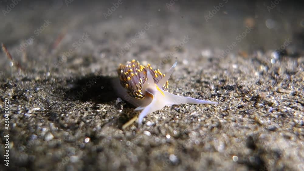 Close-Up: Sea Slug Crawling Along Ocean Floor in Monterey, California Close-Up: Sea Slug Crawling Along Ocean Floor in Monterey, California