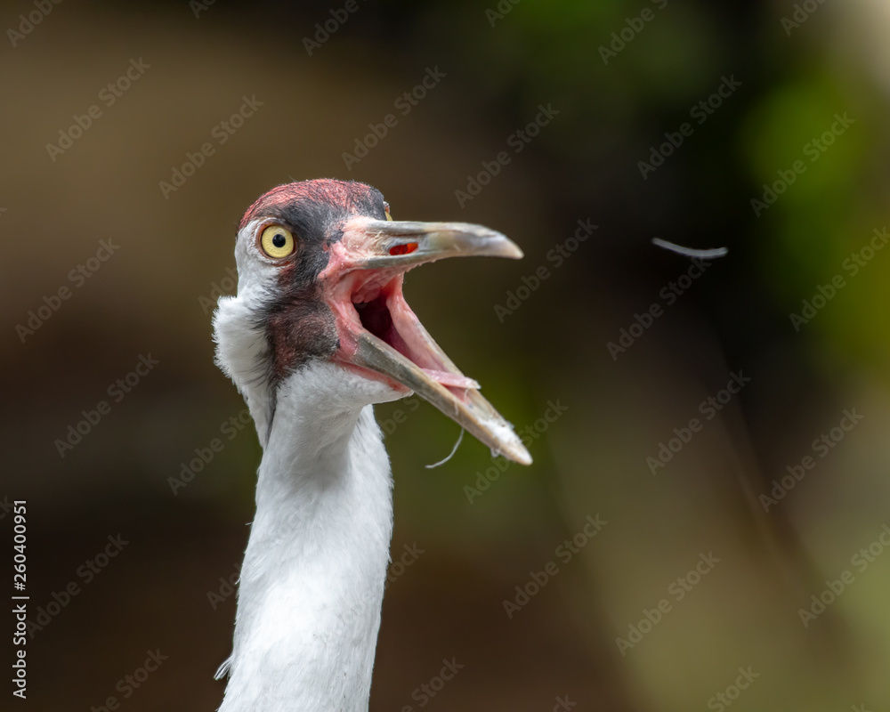 Sandhill crane calling and feather flies out of his mouth