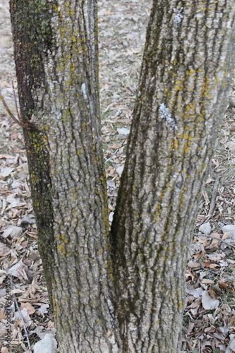 pair of v shaped trees