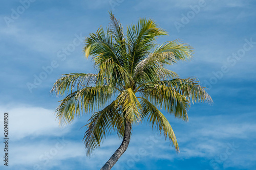 Palm Tree