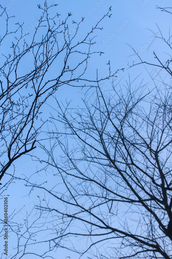 skylight twig trees