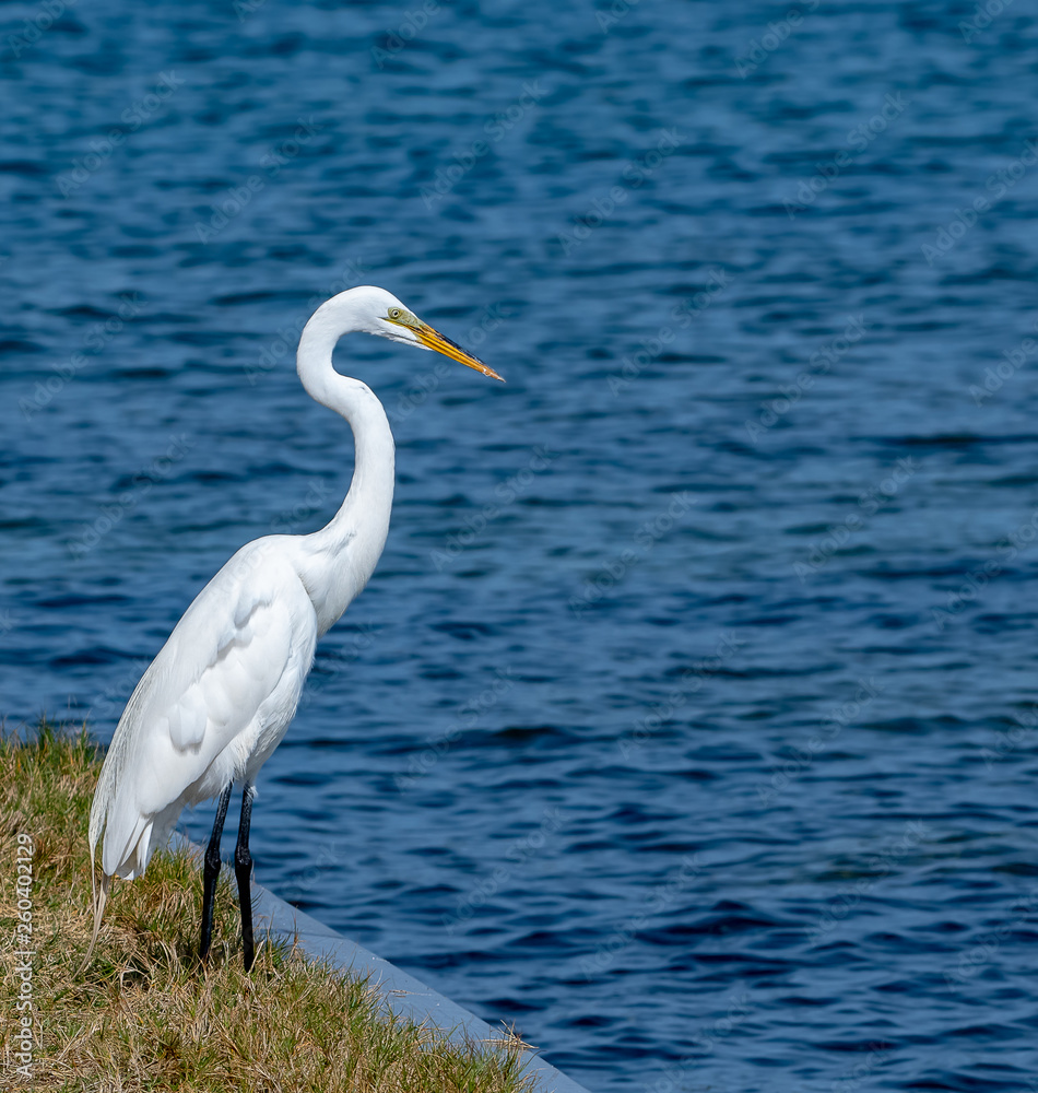 great white egret standing in front of the water's edge great white egret standing in front of the water's edge