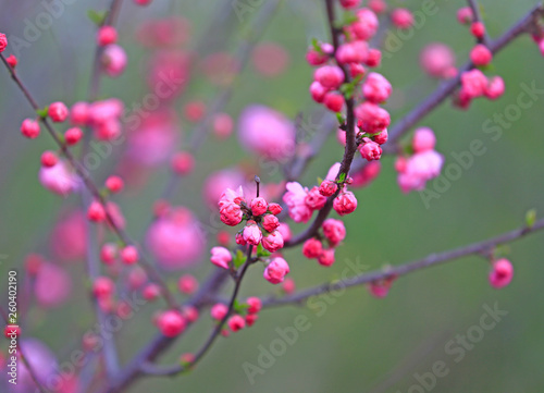Peach blossom in the garden © hanmaomin