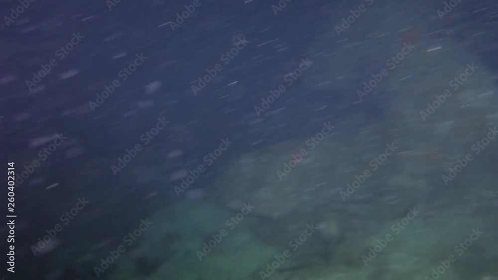 Close-Up: Spotted Seal Swimming Around Reef in Monterey, California Close-Up: Spotted Seal Swimming Around Reef in Monterey, California
