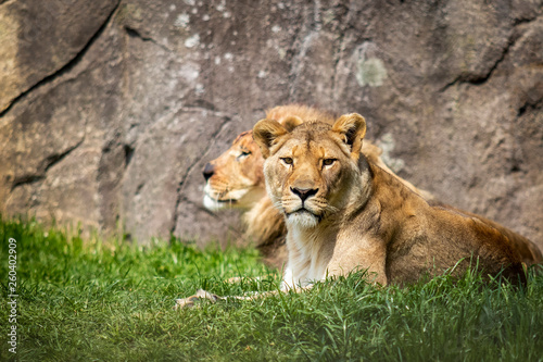 Portrait of  a pair of adult lions in captivity