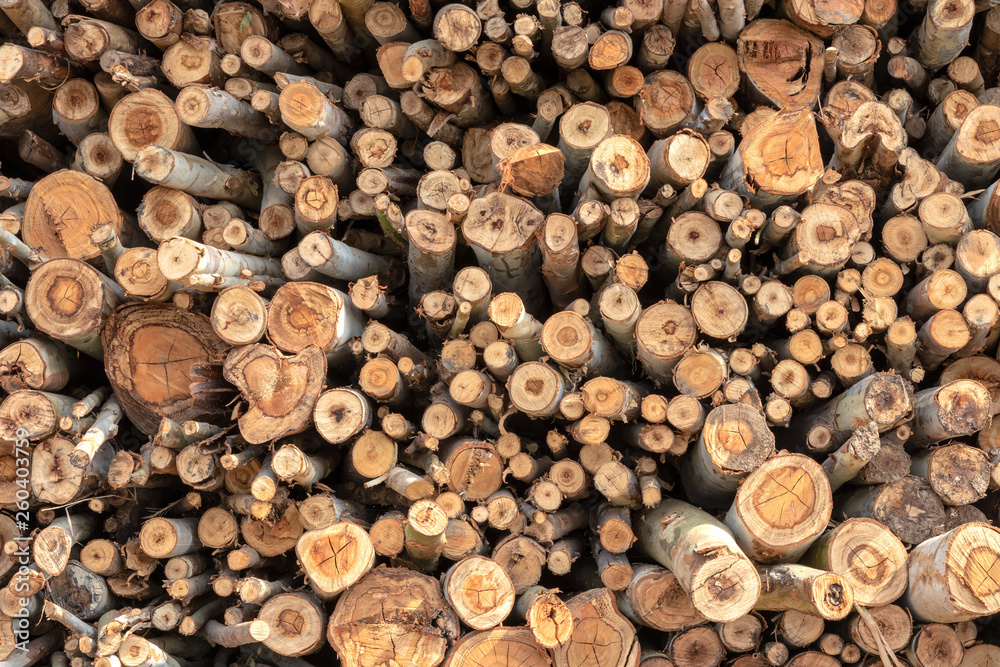 Background of various sizes of eucalyptus logs. Background of various sizes of eucalyptus logs.