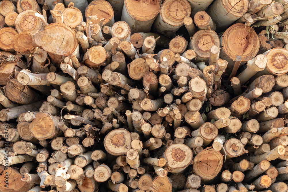 Background of various sizes of eucalyptus logs. Background of various sizes of eucalyptus logs.