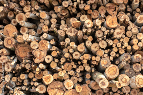 Background of various sizes of eucalyptus logs.