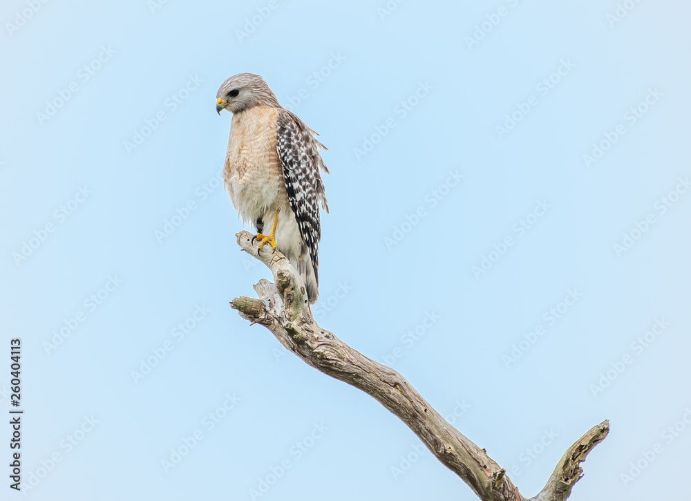 Red shouldered hawk perched on a branch Red shouldered hawk perched on a branch
