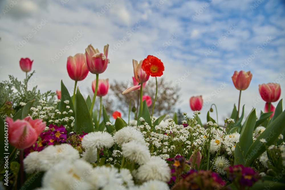 Pâquerettes, tulipes, pavots au printemps