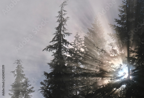 Sun beams through trees near Seattle. Olympic national Park. Olympic peninsula. WA. USA