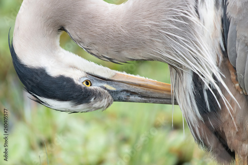 Great blue heron preening close up