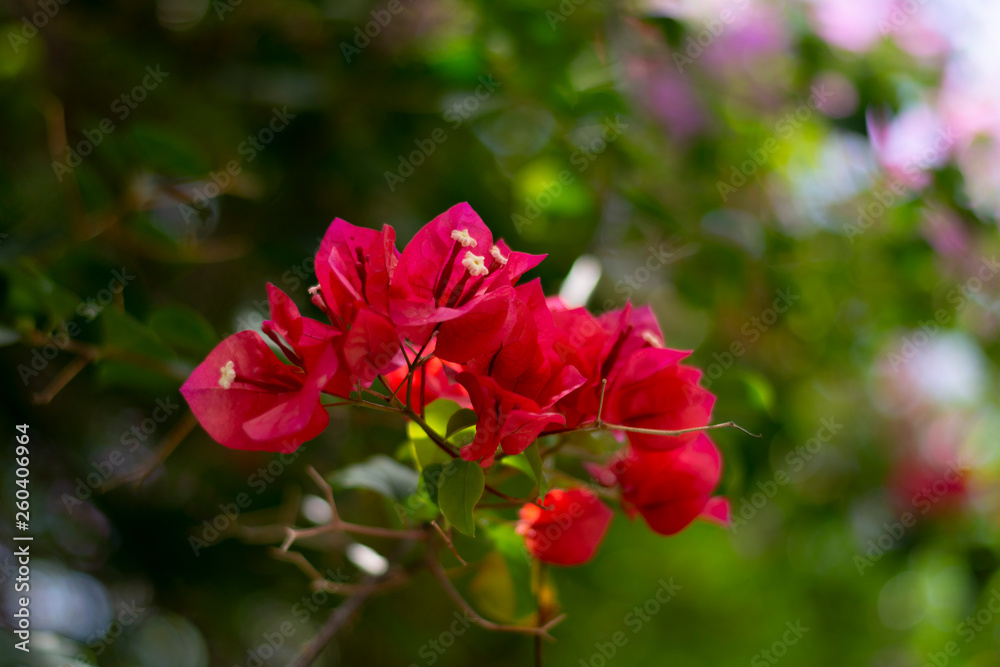 red flowers in branch of tree