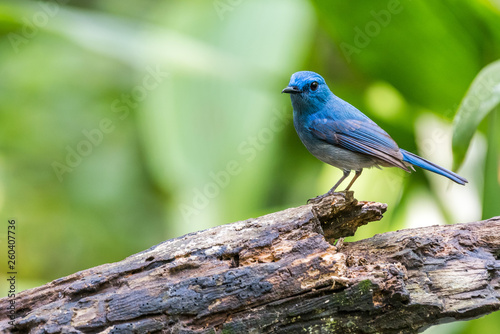  Pale Blue Flycatcher-blue bird © Lee