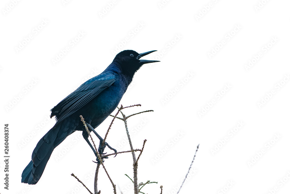 Obraz premium Boat tailed grackle is blue in the sunlight
