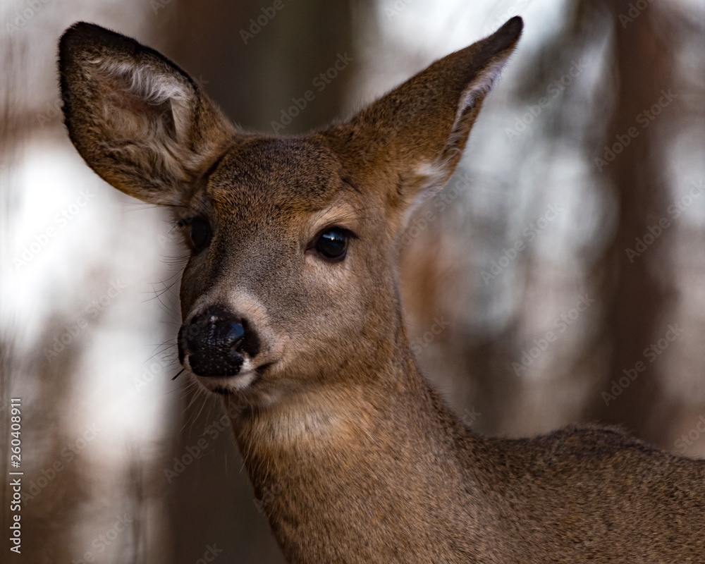 Obraz premium Whitetail Deer