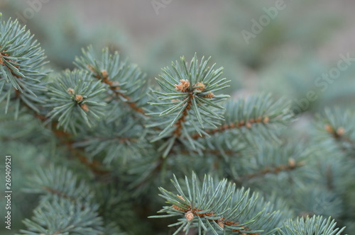 branch of a pine tree