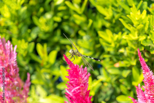 Dragonfly perch on Plumed Celosia.