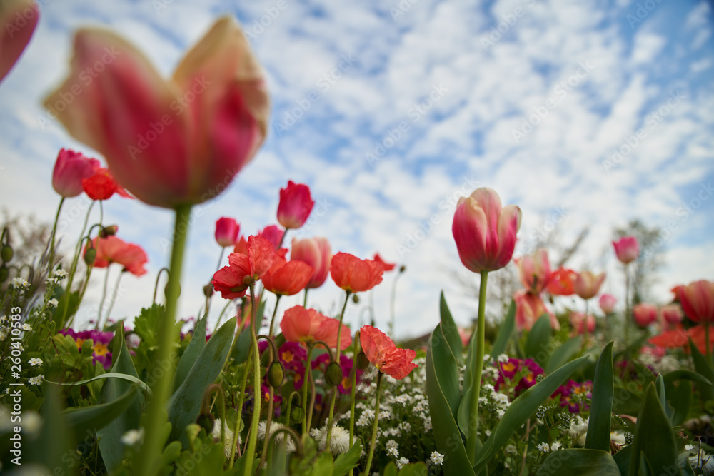 Tulipe et pavot dans les nuages Tulipe et pavot dans les nuages